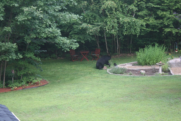 Bear